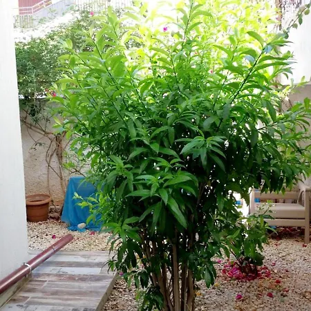 Sanisu Pansiyon Kaş Oda fotoğraf
